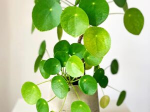 A money plant multiplies when given the right conditions for growth